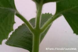 Image result for Coleus amboinicus