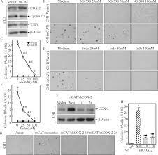 (e) normalized cdca5 mrna expression in 20 pairs of bc t issues; Mitochondrial Catalase Induces Cells Transformation Through Nucleolin Dependent Cox 2 Mrna Stabilization Sciencedirect