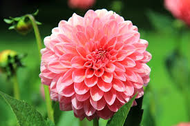 Plant Summer Bulbs Now! - Ballyseedy Home & Garden