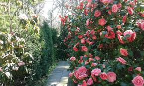 D 53115 Historischer Rundweg An Der Rheinischen Riviera Botanische Garten Bonn Pedestrial