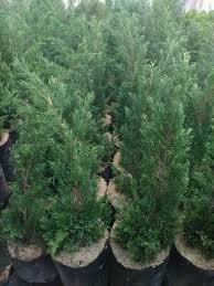 Jual aneka tanaman hias di jambi jambi hub. Jual Bibit Pohon Cemara Utuk Tanaman Hias Di Halaman Konstruksi Dan Taman 537248910