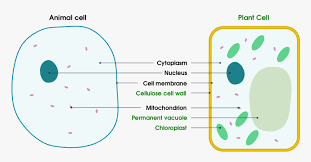 We did not find results for: 1 Basic Structure Of Animal And Plant Cells Animal And Plant Cell Transparent Background Hd Png Download Transparent Png Image Pngitem