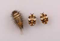 Furniture Carpet Beetle Larva Left And Adults Center And Right Beetle How To Clean Carpet Carpet