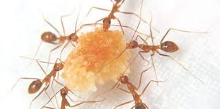 Jadi, semut harus disingkirkan untuk menjaga kebersihan dan kenyamanan di rumah. Arti Mimpi Dikerumuni Semut Vedit