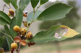 Image result for Maytenus chasei