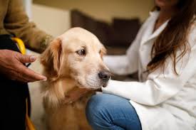 To qualify for an emotional support dog, you'll need your licensed mental health professional to diagnose and verify your disability. What Are The Emotional Support Animal Laws In California Puppy In Training