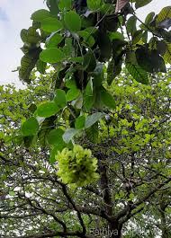 Image result for Mucuna gigantea