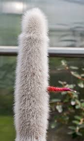 This cactus is native to high, mountainous. Silver Torch Cactus Cleistocactus Strausii Sierra Vista Growers