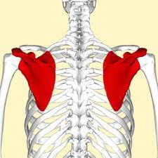 The scapula is a flat, thin, triangular bone usually with a ridge along the length of it. Scapula Wikipedia