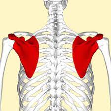 In anatomy, the scapula (plural scapulae or scapulas), also known as the shoulder bone, shoulder blade, wing bone or blade bone, is the bone that connects the humerus (upper arm bone) with the clavicle (collar bone). Scapula Wikipedia