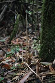 Image result for Gastrodia rwandensis