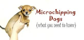 Even more expensive animals clinics do not normally charge more than $35 or £30. Microchipping Dogs A Beginner S Guide Pbs Pet Travel