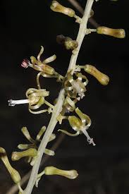 Image result for Drimia elata