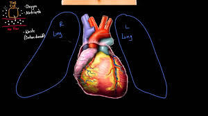 The rib cage protects organs and assists with breathing. Meet The Heart Video Human Body Systems Khan Academy