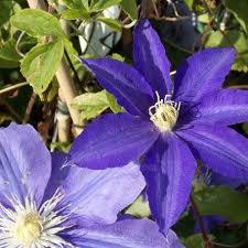 Of all the collected varieties of non alcoholic drinks carbonated soft drink who sells the most varieties combined for their company pepsi or coke in the u.s.? Clematis Morning Star Zoklako Late Spring Flowering Clematis Garden Plants Clematis Clematis Varieties Flowers For The Dead