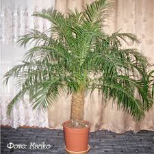 Финиковая пальма — что за растение, описание, как выглядит, можно ли содержать дома. Finikovaya Palma Uhod V Domashnih Usloviyah