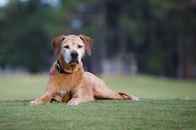 5 Signs Your Dog Just Had A Stroke And What To Do In 2020 Senior Dog Health Best Pet Insurance Cat Illnesses
