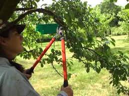 Learn more about planting and growing dwarf fruit trees. Plum Tree Pruning Youtube
