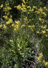 Image result for Senecio latifolius