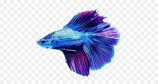 Fish Cartoon Png Download 611 480 Free Transparent Siamese Fighting Fish Png Download Cleanpng Kisspng Aquarium fresh water discus freshwater fish fishkeeping, fish png.