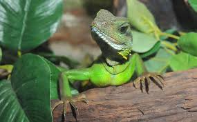 See full list on azeah.com Chinese Water Dragon Information Know Your Chinese Water Dragon