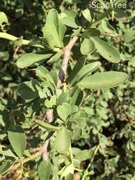 Image result for Ehretia rigida