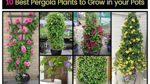 Check spelling or type a new query. Top 10 Pergola Plants To Grow Your Pots Home Gardeners