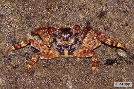 Image result for Angraecopsis gracillima