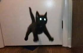 Account Suspended Pic Twitter Com 0nlg0crbhr Account Albinoanimal Amazinganimals Suspende 2020 Komik Hayvan Komik Kedi Resimleri Komik Hayvan Fotograflari