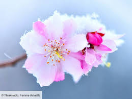 Le printemps est bel et bien là, les odrey91 le 04/02/2021 dans chat qui miaule : Saints De Glace Comment Proteger Son Jardin Du Gel Printanier Femme Actuelle Le Mag