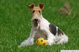 Breeders of merit are denoted by level in ascending order of: Der Foxterrier Modern Dogs De