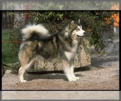 Look at pictures of alaskan malamute puppies who need a home. Alaskan Malamute Puppies For Sale In Iowa Usa Page 1 10 Per Page Puppyfinder Com