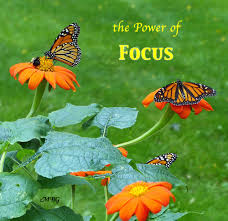 Grass (particularly if it's allowed to go wild), helps to. Why Gardening To Attract All Means Less Monarch Butterflies