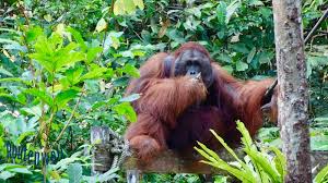 Wenn es keine langkawi kuching flüge 123,18 eur. Backpacking Rundreise Malaysia 3 Wochen Singapur Borneo Tioman