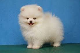 صور كلاب زينة و حراسة Dogs Photos اخبار العراق White Pomeranian Puppies Pomeranian Puppy Pomeranian Dog
