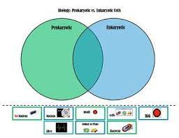 Prokaryotic Vs Eukaryotic Cells Venn Diagram In 2021 Eukaryotic Cell Venn Diagram Biology Classroom