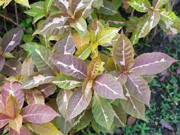 Maybe you would like to learn more about one of these? 7 Manfaat Daun Ungu Untuk Kesehatan Selain Buat Wasir