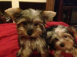 Maybe you would like to learn more about one of these? Morkie Puppies Ready To Go Home Or Will Hold Them For You M And F For Sale In Glendale Arizona Classified Americanlisted Com