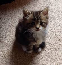 There are 189 long haired kittens for sale on etsy, and they cost £17.40 on average. Tabby Longhair Short Hair Kittens For Sale Thetford Norfolk Pets4homes