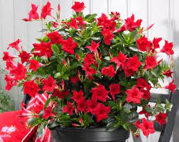 Pin On Gardening Tips