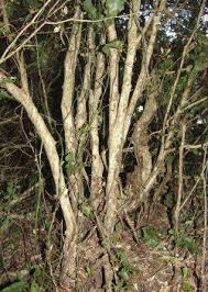 Image result for Croton pseudopulchellus