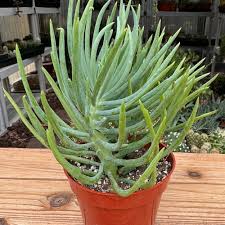 Image result for Senecio sp.no.4