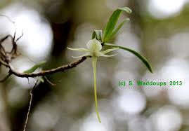 Image result for Jumellea usambarensis