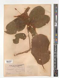 Image result for Terminalia mollis