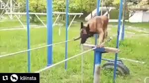 Mali K9 Training Belgian Malinois Training Video Malinois Puppies Malinois Dog Belgian Malinois Puppies