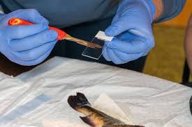 Forma contagiosa de câncer se espalha entre peixes, diz estudo - 23/07/2026 - Ciência