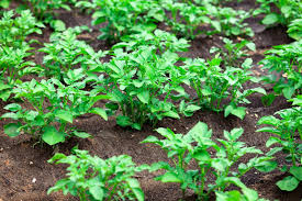 It yielded a similar quantity to the raised bed. Potato Planting Distance How Far Apart To Plant Grow Food Guide