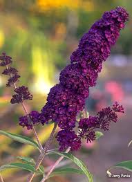 Check spelling or type a new query. Butterfly Bush Basics Garden Gate