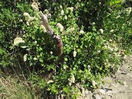 Image result for Cyathula cylindrica