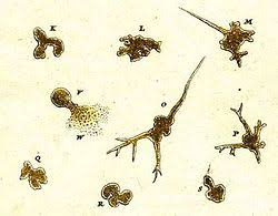 We did not find results for: Amoeba Wikipedia